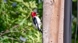 Quick. Easy. Long-lasting repair - not replace - damaged utility poles.